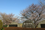 母子島遊水地のさくら