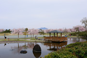 下岡崎近隣公園のさくら