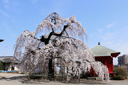 延命寺のしだれ桜