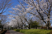 県西総合公園のさくら