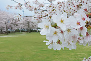 下岡崎近隣公園のさくら