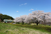 宮山ふるさとふれあい公園のさくら