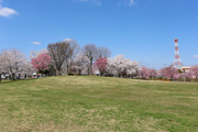 下岡崎近隣公園のさくら