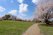 下岡崎近隣公園のさくら