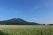 筑波山とそば畑