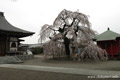 延命寺のしだれ桜