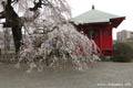 延命寺のしだれ桜