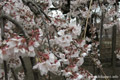 延命寺のしだれ桜