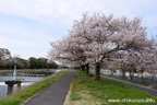 勤行川桜づつみのさくら