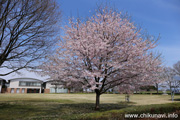 県西生涯学習センターのさくら