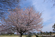 県西生涯学習センターのさくら