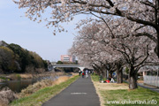 桜づつみのさくら