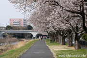 桜づつみのさくら