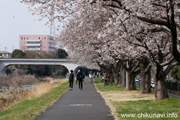 桜づつみのさくら