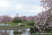 下岡崎近隣公園のさくら