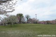 下岡崎近隣公園のさくら