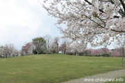 下岡崎近隣公園のさくら