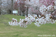 下岡崎近隣公園のさくら