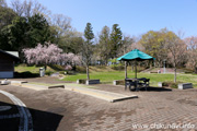 宮山ふるさとふれあい公園のさくら