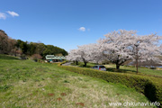 宮山ふるさとふれあい公園のさくら