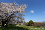 宮山ふるさとふれあい公園のさくら