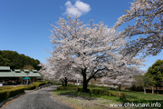 宮山ふるさとふれあい公園のさくら