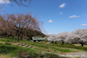 宮山ふるさとふれあい公園のさくら