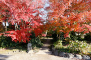 最勝寺の紅葉