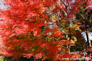 最勝寺の紅葉