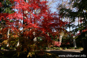 最勝寺の紅葉