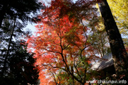 最勝寺の紅葉