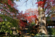 最勝寺の紅葉