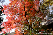 最勝寺の紅葉