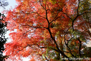 最勝寺の紅葉