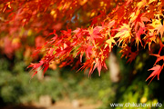 最勝寺の紅葉