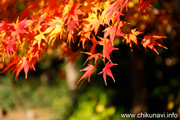 最勝寺の紅葉