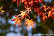 最勝寺の紅葉