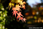 最勝寺の紅葉