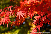 最勝寺の紅葉