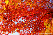 最勝寺の紅葉