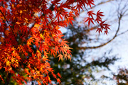 最勝寺の紅葉