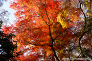 最勝寺の紅葉