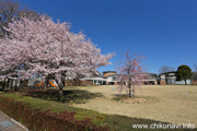 県西生涯学習センターのさくら