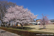 県西生涯学習センターのさくら