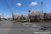 下岡崎近隣公園のさくら