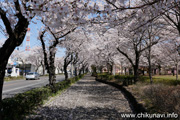 下岡崎近隣公園のさくら