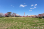 下岡崎近隣公園のさくら