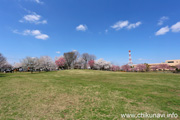 下岡崎近隣公園のさくら