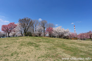 下岡崎近隣公園のさくら