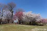 下岡崎近隣公園のさくら